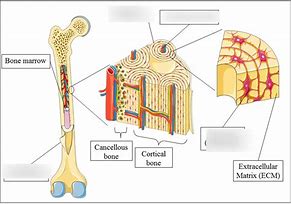 Image result for How to Determine Bone Structure Size