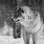 Image result for Wolf Wallpaper for PC