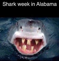 Image result for Shark Week Jokes