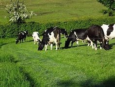 Image result for Pictures Cow Northern Ireland Border