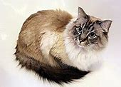 Image result for MTM Enterprises Mimsie the Tabby Cat