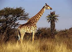 Image result for What Do Giraffes Look Like