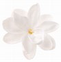 Image result for Small Flower White Background