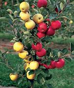 Image result for Red Delicious Apple Tree Spacing