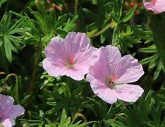 Image result for GERANIUM sanguineum ‘Apfelblüte’