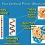 Image result for Enzymes and Their Functions
