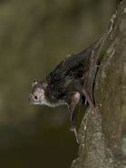 Image result for Vampire Bat Goblet