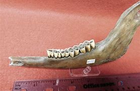 Image result for Deer Jawbone Artifact