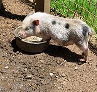 Image result for Pig Housing and Pens
