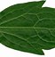 Image result for Leaf Wallpaper Texture