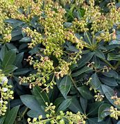 Image result for Pieris japonica Debutante