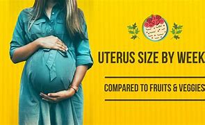 Image result for Uterus Size Compared to Fruit