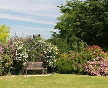 Image result for Peter Beales Roses