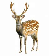 Image result for Deer Jaw