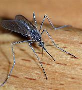 Image result for Mosquito