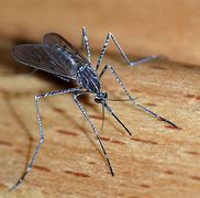 Image result for How Big Is a Mosquito