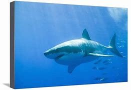 Image result for Great White Shark Surface Art