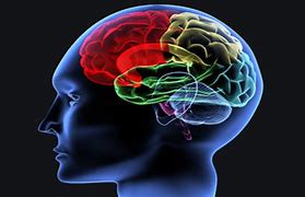 Image result for 3D Movaeable Map of Human Brain