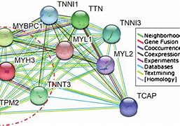 Image result for Mouse Myh3 Gene Exon