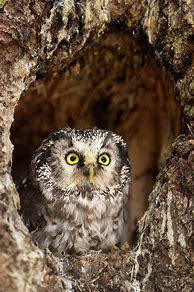 Image result for Owl Tree Hole