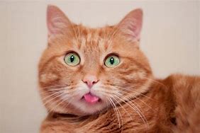 Image result for Orange Cat Mouth Slightly Open