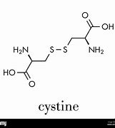 Cystine 的图像结果