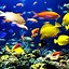 Image result for iPhone 6s Fish Wallpaper