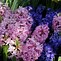 Image result for Hyacinthus Pink Pearl