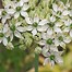 Image result for Allium nigrum