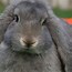 Image result for Lop Bunny