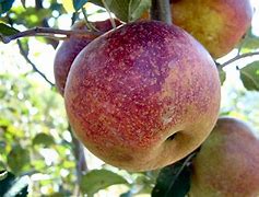 Image result for American Beauty Apple