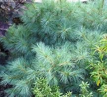 Image result for Pinus strobus Radiata