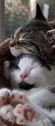 Image result for Baby Animals Hugging