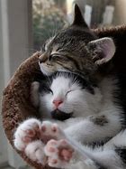 Image result for Cat Hug Wueen