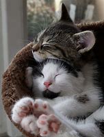 Image result for Kittens Hugging