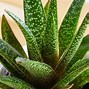 Image result for Succulent Plants