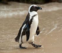 Image result for Cape Penguin