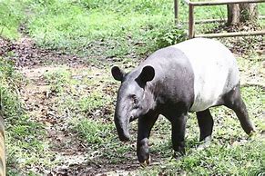 Image result for Malayan Tapir Diet