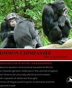 Image result for Bili Chimps