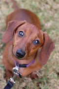 Image result for Small Weiner Dog