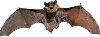 Image result for Bat Angry Mouth Circle