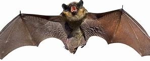 Image result for Biggest Bat