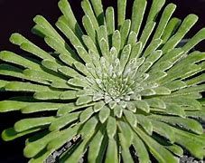 Image result for Saxifraga calabrica Tumbling Waters