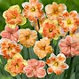 Image result for Tropical Flower Bulbs