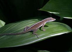 Image result for Louisiana Anole Lizard