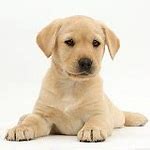 Image result for Labrador Puppy Background