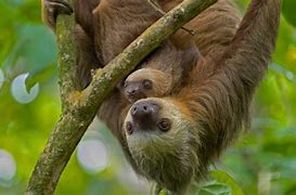 Image result for Bing Wallpaper with Sloth