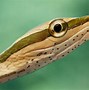 Image result for Amazing Macro Photography