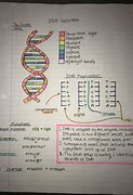 Image result for Grade 12 Life Sciences DNA Notes