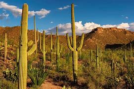 Image result for Sonoran Desert Cactus Types
